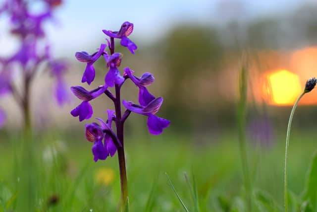 Orchid at Bernwood Meadows