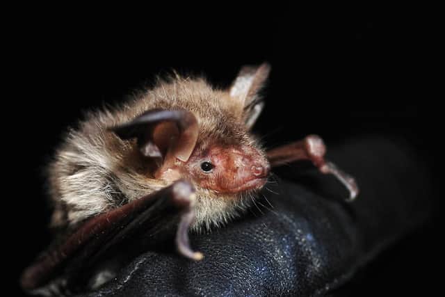 Bernwood Forest an important habitat for the rare Bechstein's bat