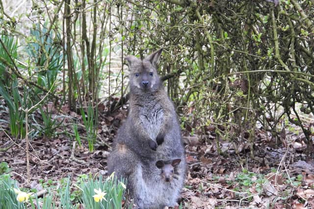 Wallaby joey in pouch at ZSL Whipsnade Zoo