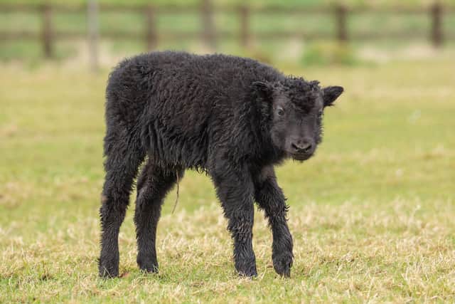 Baby yak at ZSL Whipsnade Zoo