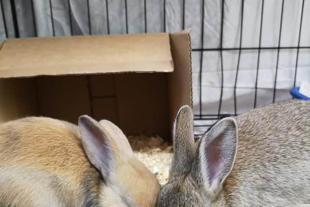 The two rabbits now safe at Blackberry Farm in Aylesbury