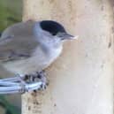 The Blackcap