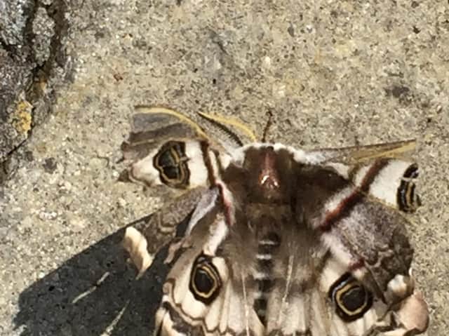 An extremely rare moth