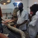 All hands on deck treating a python
