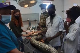 All hands on deck treating a python