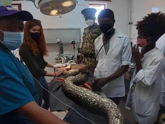 All hands on deck treating a python