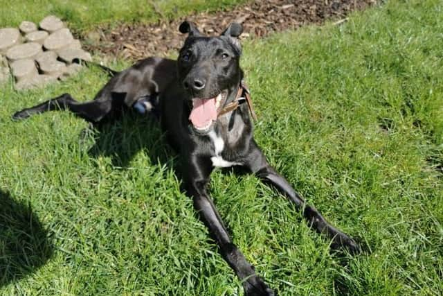 one-year-old Percy has now made a full recovery and is full of beans