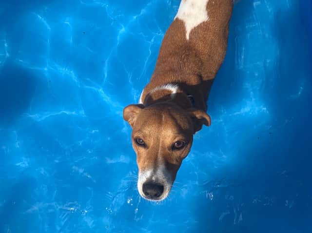 Keep your beloved pets safe in this hot weather