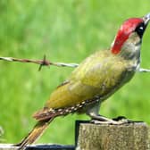 Richard Stevenson, from Whitchurch spotted the European Green Woodpecker in his back garden, and kindly shared this image with the Bucks Herald.