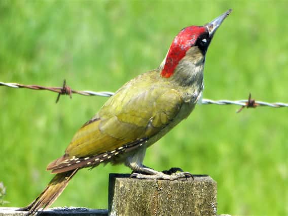 Richard Stevenson, from Whitchurch spotted the European Green Woodpecker in his back garden, and kindly shared this image with the Bucks Herald.