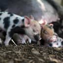Kew Micro pigs
