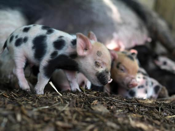 Kew Micro pigs