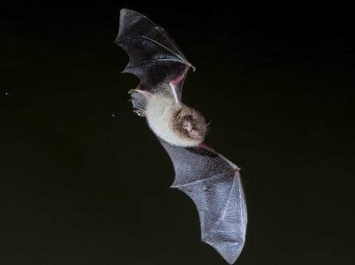 Daubenton Bat (C) Dale Sutton 2020VISION