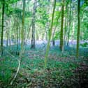 Dancersend Reserve photo by Mick Jones