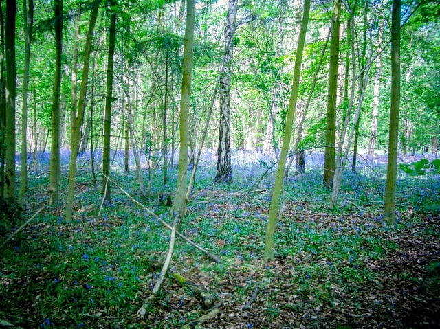 Dancersend Reserve photo by Mick Jones