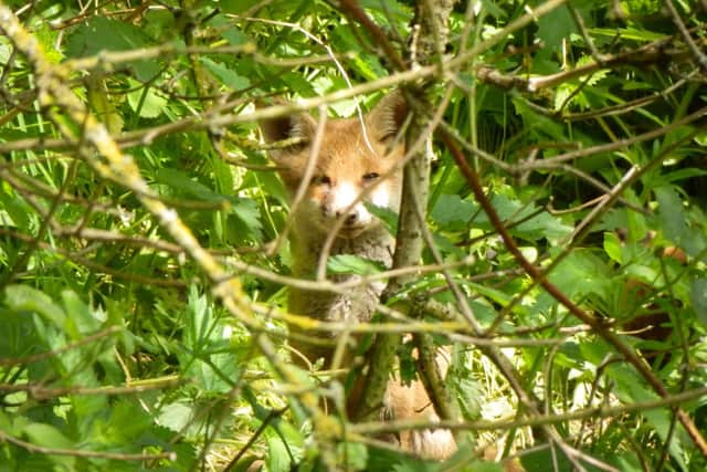 Fox cub at Dancersend Reserve photo by Mick Jones