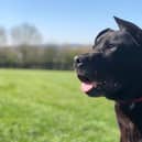 Could you give Maxy a new home?