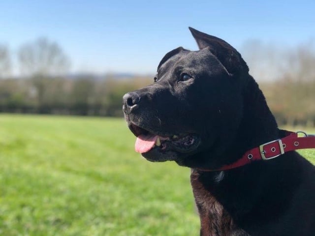 Could you give Maxy a new home?