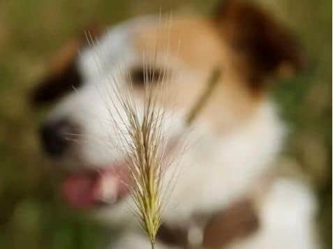 Grass seeds stock image