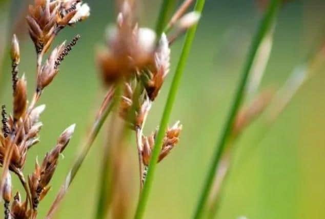 Grass seeds stock image