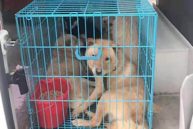 NoToDogMeat rescued the dogs from Yulin last week, the photo was taken after they were safe