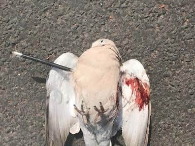 Image shows a collared dove which was shot with a crossbow