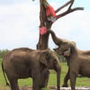 Elephants at Whipsnade Zoo shower themselves with confetti as they play with the pinatas from the elephant keepers (C) ZSL