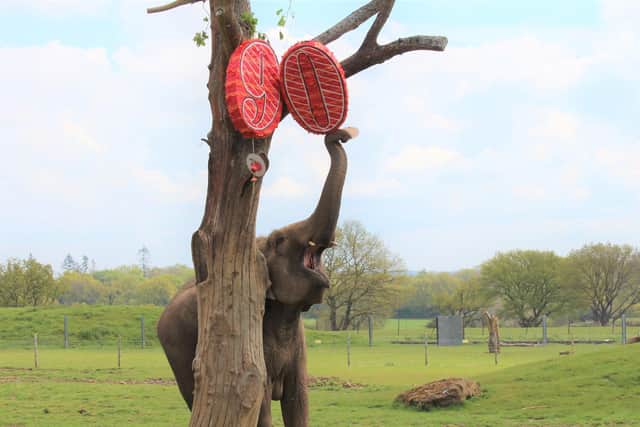 To celebrate World Elephant Day, elephant keepers attached the two, 1m tall pinatas to a tall tree in their spacious enclosure (C) ZSL