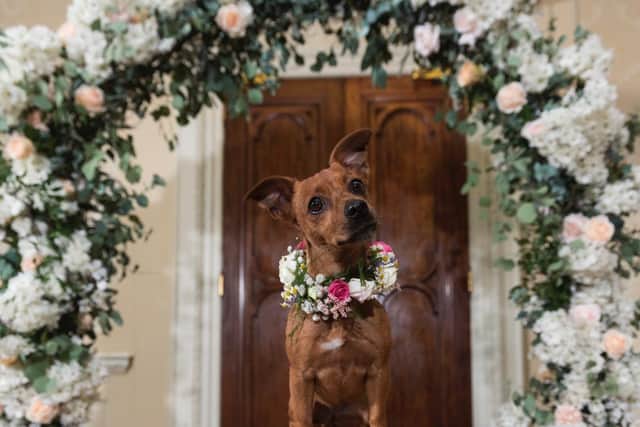 Little dog under flower arch at Hedsor House