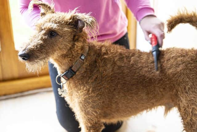 Comb your pet over a sheet of paper and add drops of water to any black specks that fall out – if they turn red, your pet has fleas