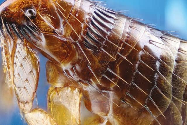 Fleas thrive in warmer weather and female fleas can lay anywhere up to 1,500 eggs during their lifespan