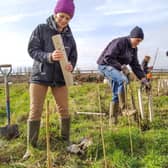 Hedge planting at Rectory Farm