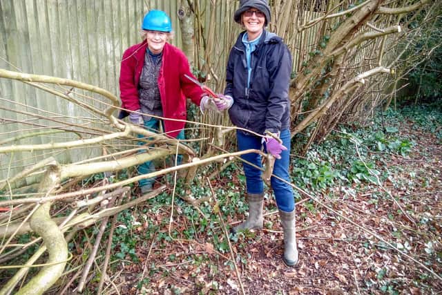 Hedgelaying at Whitchurch