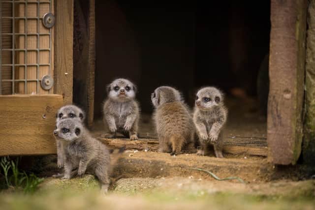 Five meerkat pups born at Woburn stand at the house entrance 