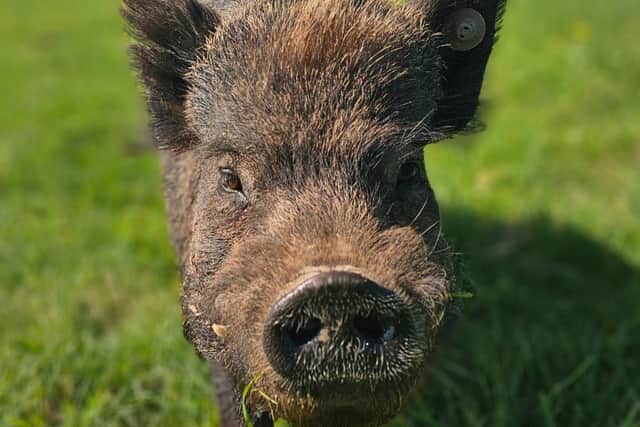 Jimmy is affectionately known as 'Daddy Pig' on the farm - Animal News Agency