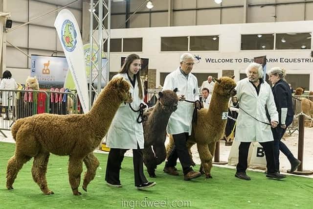 The Spring Alpaca Fiesta is a free event with parking and refreshments available