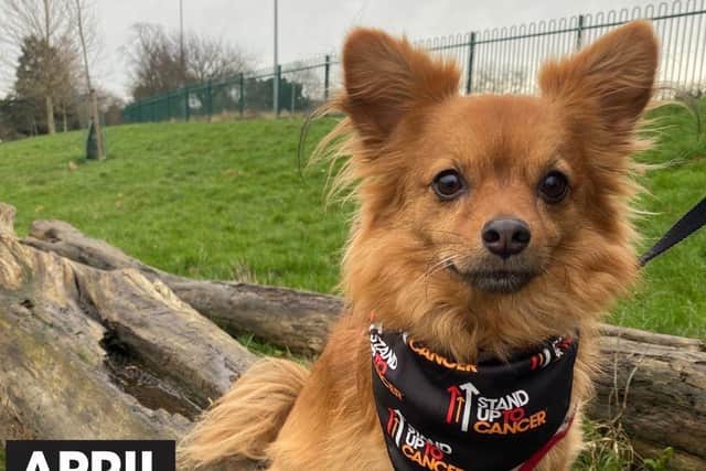 Join the pack: Buckinghamshire dog owners are being urged to walk 60 miles with their four-legged friends over the course of April to raise money for Stand Up To Cancer’s life-saving research. Sign up now at su2c.org.uk/walkies