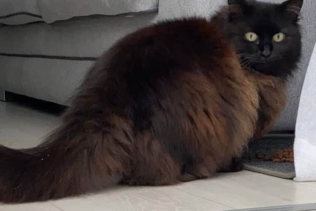 Have you seen Princess?