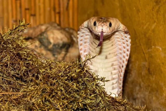 Thousands of exotic pets like this cobra are being kept in the UK