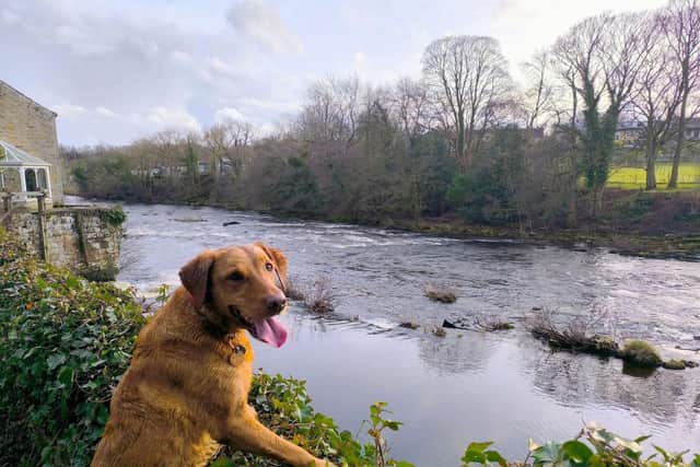 Spring time can pose hazards for our dogs - Animal News Agency