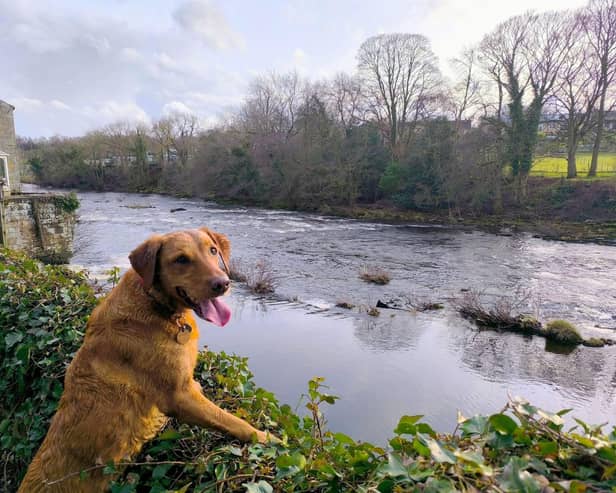 Spring time can pose hazards for our dogs - Animal News Agency