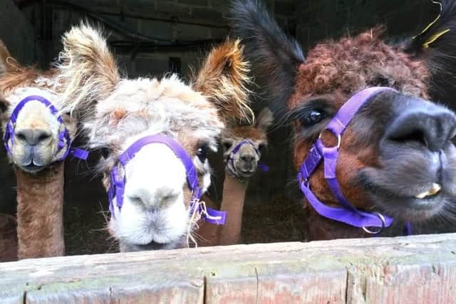Animal Antiks runs alpaca walks for people with mental health problems such as stress and depression