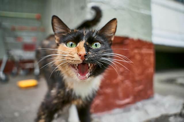 Do your feline family member have a cattitude problem? Animal News Agency