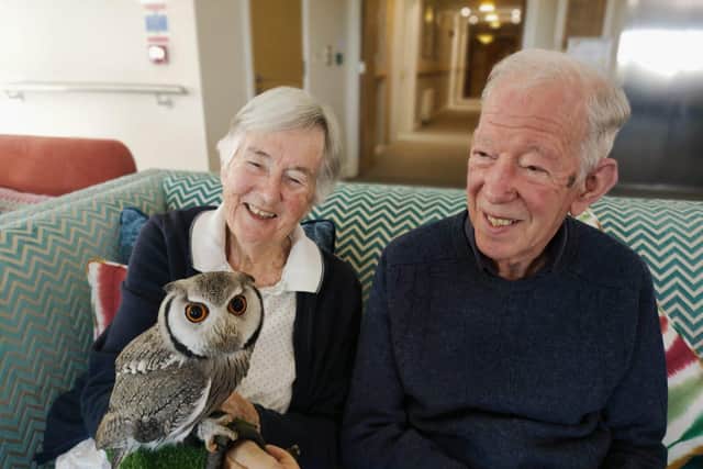Moe, the white-faced scops owl