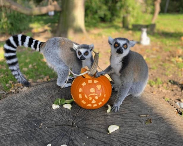 Inquisitive ring-tailed lemurs search out hidden treats inside a Halloween pumpkin