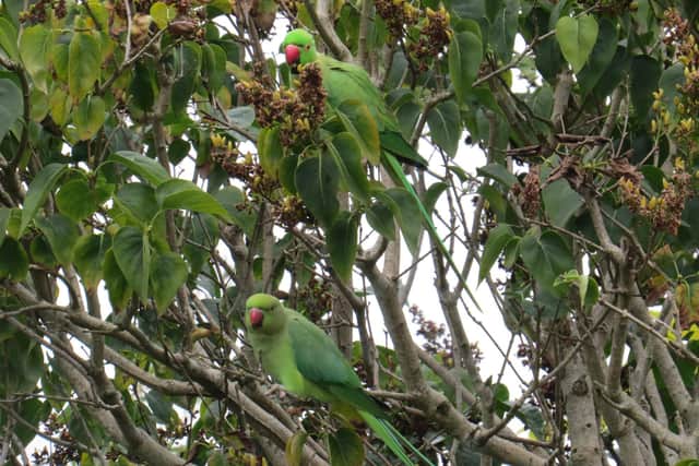 Reader Colin Metcalfe photographed the parakeets