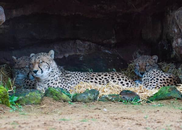 20 stunning images show animals at Whipsnade Zoo after dark
