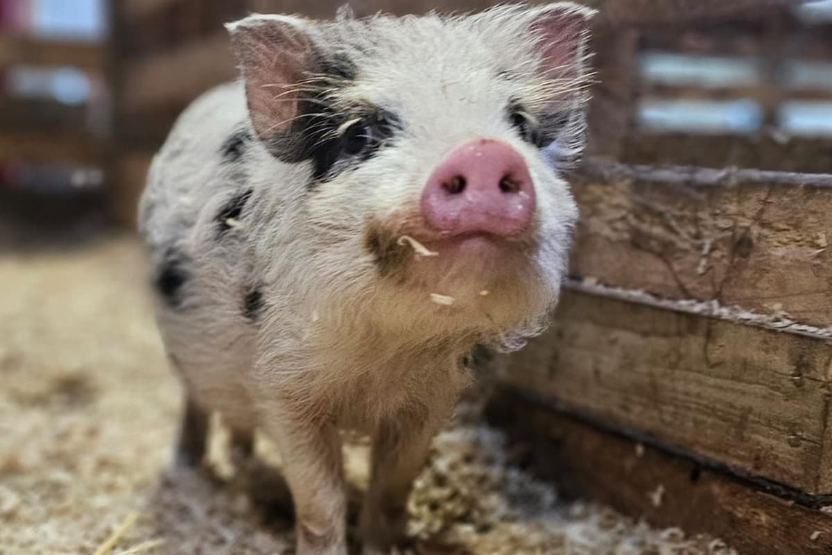 Mini Pigs Myth Forget the January Blues, Amersham's miniature pigs could be the cure ...