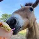 Jericho tucks into an ice lolly