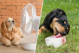 Ice cubes are back in, and experts say they're a fun way to help your pup beat the heat (National World/Adobe Stock)